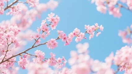Blooming cherry blossoms against a clear blue sky