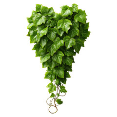 Fototapeta premium Grape leaves and tendrils on vine branch concept. Heart-shaped ivy leaves showcasing vibrant green hues.