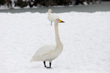 Obraz premium A migratory whooping swan (Cygnus cygnus) stands in a snowfield.