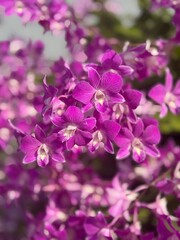 close up of lilac flowers