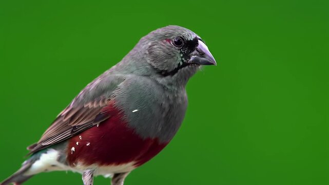 Vibrant grey and red finch with white spots, close-up portrait against a bright green background