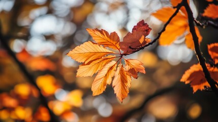 Obraz premium Closeup of an orange maple leaf in the fall