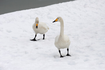 Fototapeta premium Two migratory whooper swans (Cygnus cygnus) walk in a snowfield.
