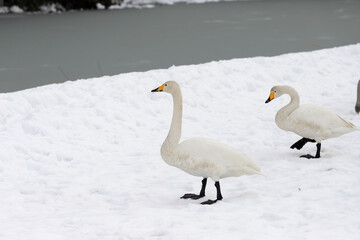 Fototapeta premium Two migratory whooper swans (Cygnus cygnus) walk in a snowfield.