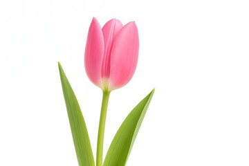 Fototapeta premium Pink Tulip Flower with Green Leaves on White Background