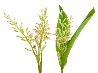 shell ginger flowers isolated on transparent background