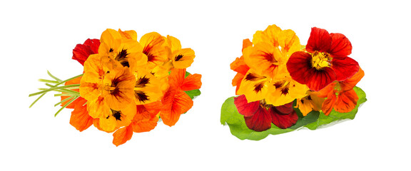 nasturtium flowers isolated on transparent background