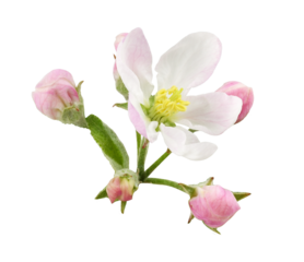 apple blossom on transparent background