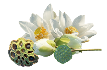 white lotus flowers and seed pods on transparent background
