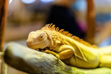 Fototapeta premium Golden Large Iguana close up shot with blur background