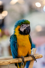 Blue Yellow Macaw parrot, close up shot standing on the branch with blur bokeh light background.