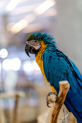 Blue Yellow Macaw parrot, close up shot standing on the branch with blur bokeh light background.