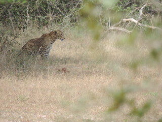 Amazing Leopards in Wilpattu National Park, Sri Lanka 