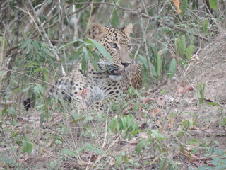 Amazing Leopards in Wilpattu National Park, Sri Lanka 