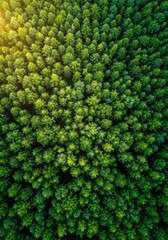 Lush Green Forest Aerial View
