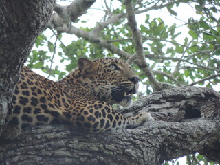 Amazing Leopards in Wilpattu National Park, Sri Lanka 