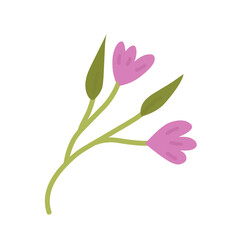 pink magnolia flower