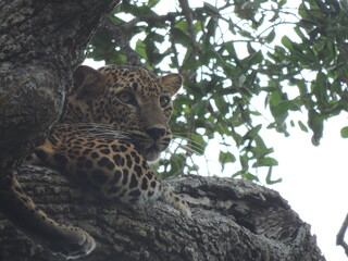 Amazing Leopards in Wilpattu National Park, Sri Lanka 