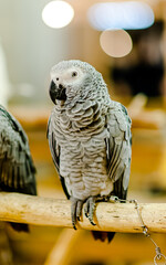 Portrait of Grey parrot, known as the Congo grey parrot, or African grey parrot standing on the bvranch with light bokeh background.