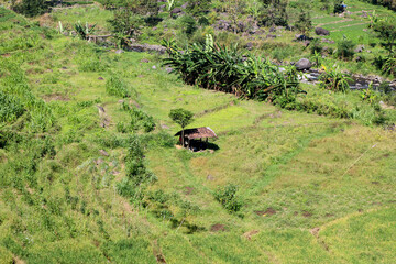 A farmer's hut on the Morning sun touches vibrant rice terraces in a remote, untouched tropical valley.