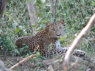 Amazing Leopards in Wilpattu National Park, Sri Lanka 