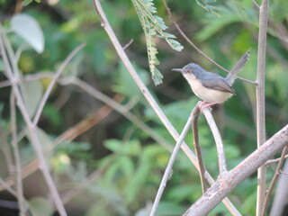 Sri Lankan Birds in the Wild, Sri Lanka 
