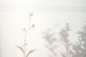 Delicate plant shadow silhouette