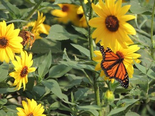 monarch butterfly on a flower