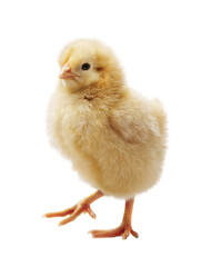 Fototapeta premium Fluffy yellow chick, profile view