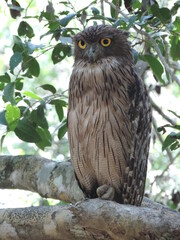 Sri Lankan Birds in the Wild, Sri Lanka 
