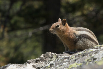 Grand Teton National Park in July 2025, All the Mountains, Lake, Animals, and Waterfalls