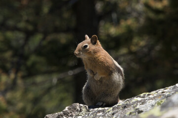 Grand Teton National Park in July 2025, All the Mountains, Lake, Animals, and Waterfalls