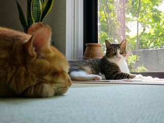 A peaceful tabby cat looks at the camera while its orange friend naps in the blurry foreground. This cozy close-up captures a serene moment of feline companionship at home.