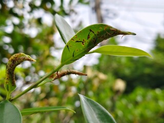 Weed larvae cling to the underside of leaves.