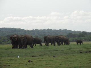 Sri Lankan Elephants in the Kaudulla National Park, Sri Lanka 