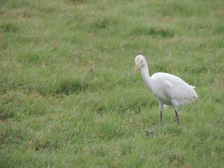 Sri Lankan Birds in the Wild, Sri Lanka 