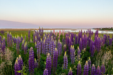 Wild Lupine Field Overlooking Nauset Marsh at Sunset