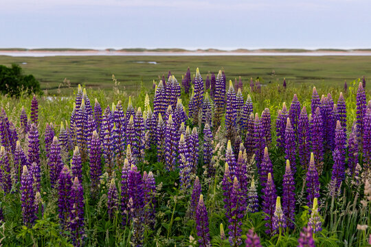 Wild Lupine Field Overlooking Nauset Marsh at Sunset