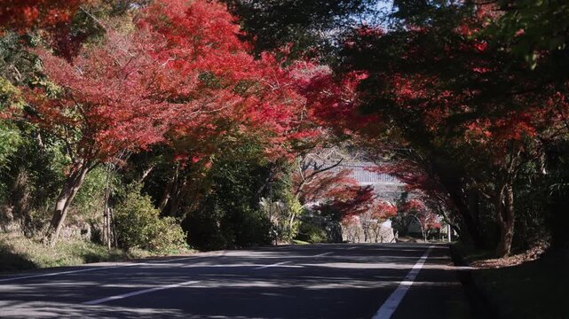 「根來寺(ねごろじ)大門・秋」和歌山県岩出市 Historic Daimon Gate of Negoro-ji &ndash; Japanese Temple in Autumn Foliage