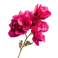 Vibrant magenta bougainvillea cluster