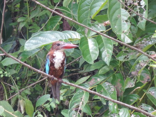 Sri Lankan Birds in the Wild, 