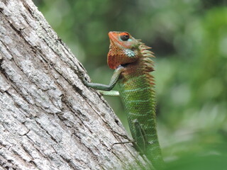 A lizard in my home garden, Sri Lanka 