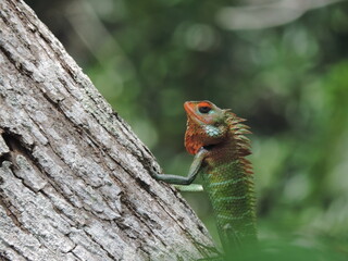 A lizard in my home garden, Sri Lanka 