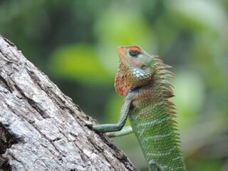 A lizard in my home garden, Sri Lanka 