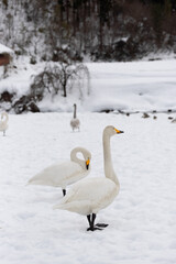Migratory whooper swans (Cygnus cygnus) on a snowfield in Japan