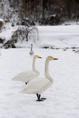 Fototapeta premium Migratory whooper swans (Cygnus cygnus) on a snowfield in Japan