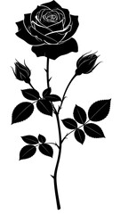 Black and white rose silhouette