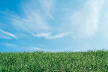 green grass and blue sky