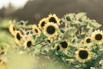 sunflower with carpenter bee in the field