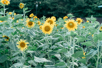 sunflower in the field